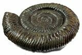 Jurassic Ammonite (Dactylioceras) Fossil - England #351158-1